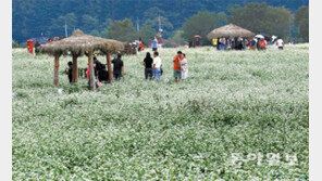 메밀꽃밭 거닐며 가을 정취 만끽