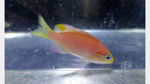 “내 이름은 오바마”