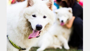 강아지 악취의 원인 5가지