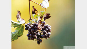 우관스님의 사찰음식 이야기 추석 밑에 따는 산초 열매