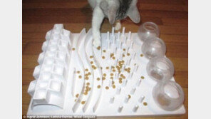 고양이 필수품 `푸드 퍼즐`..DIY로 뚝딱