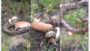 사슴 목 졸라 ‘꿀꺽’ 하려던 초대형 비단뱀, 총 든 사냥꾼에게 ‘딱’ 걸려…