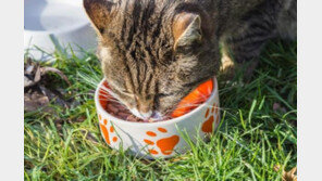 '흘리고, 먹으면서 토하고' 버릇 아닌 질병!