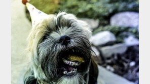 '1000만원 짜리 생일상 받는 뉴욕의 반려견들'