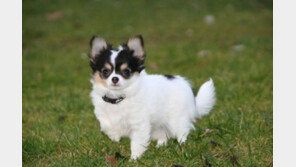 소변색으로 알아보는 강아지 건강상태!