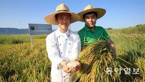金 먹여 키운 ‘금쌀’… 일반 쌀 4배 값에도 ‘히트다 히트’ 