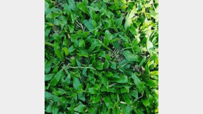 [한국vs시리아]이천수 ‘떡잔디’ 우려 현실로…황희찬 “잔디 상태 안좋아, 패스게임 어려웠다”