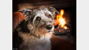 치매 걸리는 개와 고양이가 는다..게으른 주인도 한 몫!