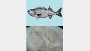 ‘왁스 원료’ 기름치, 규제전 참치집 단골…단속업소 5곳 중 1곳이 눈속임