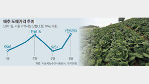 배추 값이 미쳤다
