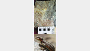 1억년전 도마뱀 발자국 화석, 한국서 세계 첫 확인