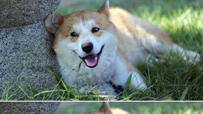 ‘삼시세끼 고창편’ 유해진 반려견 겨울이, 눈웃음 작렬?! “다음 주 감독판 남았다고요”