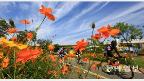코스모스길 따라 가을 속으로…
