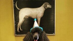 정용진 부회장의 '뽀숑', '스타필드' 베이비 낳다