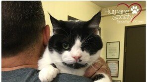 무덤서 걸어나온 좀비 고양이, 2년만에 새주인 만났다