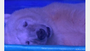 전세계 울린 ‘세계에서 가장 슬픈 북극곰’, 쇼핑센터 떠나 새 집으로