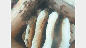 “토종벌 살릴 대책 세워라” 충북 한봉농가들 뿔났다