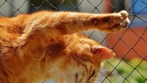 '고양이는 옛 추억을 떠올릴 수 있다'