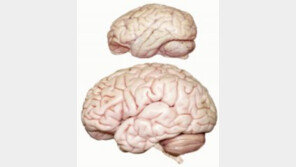 “머리 큰 아이, 더 똑똑하고 대학 갈 확률 높다” 연구로 확인