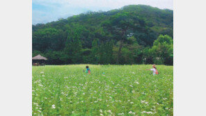 인천대공원에 메밀꽃 활짝