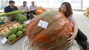 “이렇게 큰 호박 본적 있나요?”