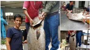 中 어부가 잡은 희귀 물고기, 가격이 1억8000만 원? 비싼 이유 뭘까…