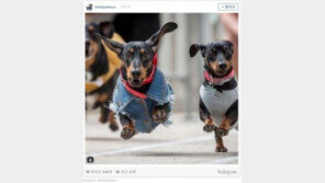 닥스훈트 경주대회의 ‘패셔니닥스’들