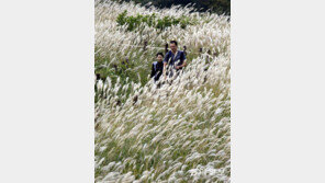 [포토 에세이]억새 향연에 가을이 물씬