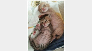 동물이 좋아하는 사람 따로 있다