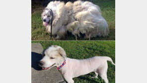 곰이야 개야? 유기견의 말끔한 변신!