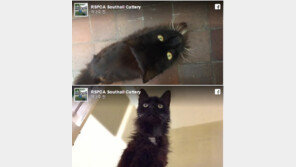 "유기 고양이가 최고령 고양이"