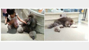 몰리스펫샵, 한달에 강아지 몇마리나 팔까