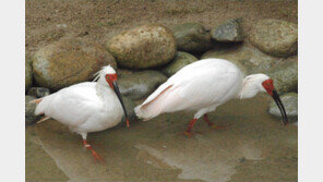 ‘따옥따옥’ 동요 속 따오기, 37년만에 만난다