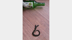 포항서 포획 쌍두사 “로또” “흉조” 떠들썩…가격이 수 억?