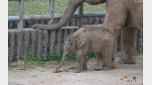 서울대공원, 10월1일 ‘아기코끼리 백일잔치’