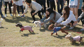  개재미있는 강아지 축제 ‘개판’ , 10월 8일 화성 어촌마을서 열려