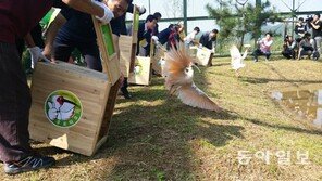 세상에 나온 따오기 20마리… 구석에서 사람 경계
