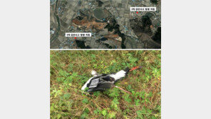 황새 두 마리 잇따라 감전사…황태생태연구원, 야생방사 중단 선언