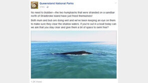 좌초된 어미 탈출 도운 새끼 고래, 수십 분간 몸으로 밀어내더니…