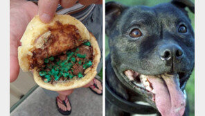 햄버거 속에 독약을? 이웃 주민들 경악!