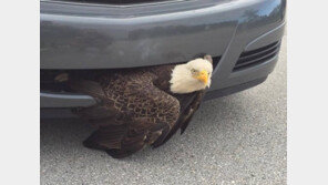 ‘장식물 아니었어?’ 자동차 앞부분에 낀 흰머리 독수리 무사 구출