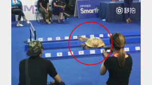 [영상]“이솝 우화, 알고보니 팩트” 토끼와 거북, 실제로 경주시켜보니… 