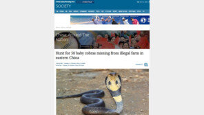 몰래 키우던 독사  50여 마리, 사육장 탈출…인근 주민 ‘멘붕’