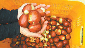 “달걀 크기 명품 대추 보러 오세요”