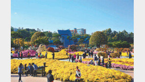 ‘나비의 고장’에서 ‘국화의 고장’으로 변신하는 전남 함평군