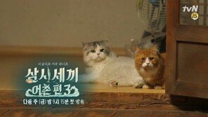 ‘삼시세끼 어촌편3’ 고양이 2마리는 윤균상 반려묘, “좋은 곳은 모시고…그것이 집사의 길”