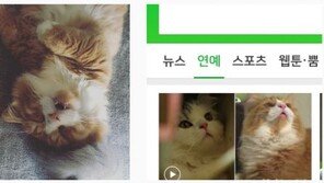 ‘삼시세끼 어촌편3’ 윤균상, 충실한 집사 면모 “이쁜 내시킹”…대세 냥이 ‘몽이’ 일상도 공개