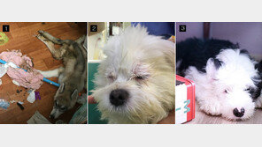 우리나라 동물보호법은 법도 아니다?