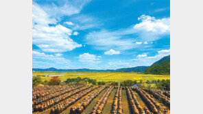 한폭의 그림같은 하회된장마을