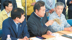 4년째 풍년이라는데… 전남 ‘벼 수발아’ 피해 망연자실